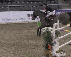 jumper Zerafina 5 (KWPN (Royal Dutch Sporthorse), 2004, from VDL Sheraton)