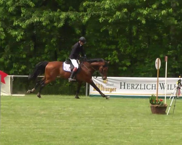 Springpferd Caletto 55 (KWPN (Niederländisches Warmblut), 2007, von Quidamo)