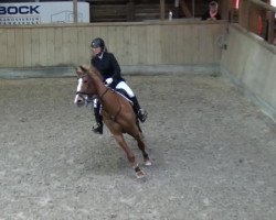 jumper Withley (KWPN (Royal Dutch Sporthorse), 2003, from Guidam)