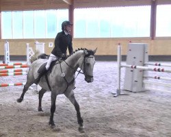 jumper Chapeau Bas (Holsteiner, 2009, from Calido I)