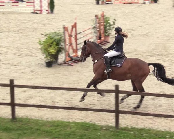 Reitturnier Westergellersen 2020