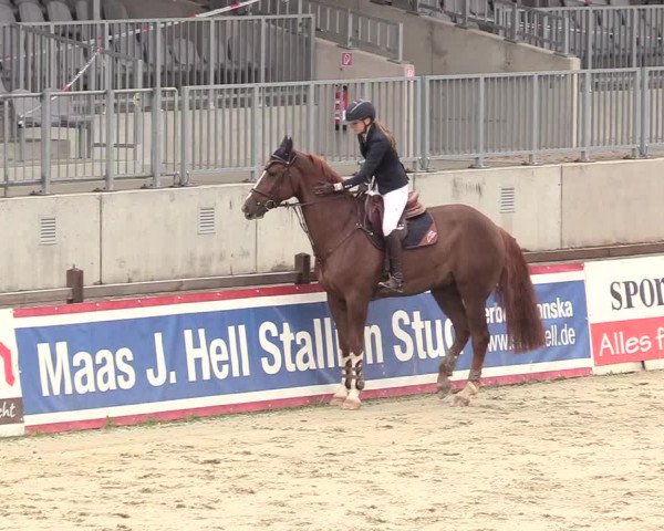 Reitturnier Westergellersen 2020