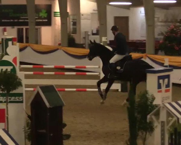 jumper Lord Touch NL (Luxembourg horse, 2009, from Lord Chin)