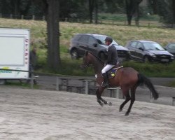 jumper Cashraki (Oldenburg, 2009, from Contendro I)