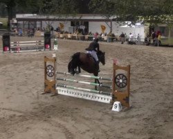 jumper Arminka (KWPN (Royal Dutch Sporthorse), 2005, from Guidam)