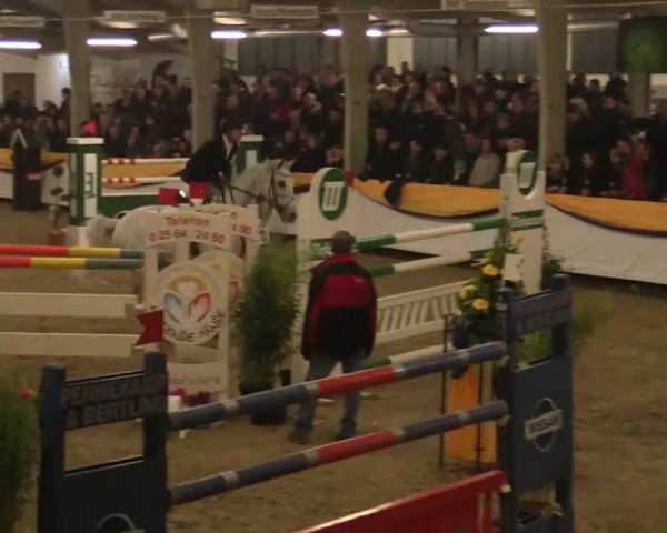 horse Elian 5 (Belgian Warmblood, 2004, from President)