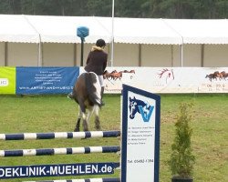 jumper Santoss (Pinto / Small Riding Horse, 2004, from Sambero)