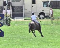 broodmare Quanta Cura (Oldenburg, 2006, from Quidam's Rubin)