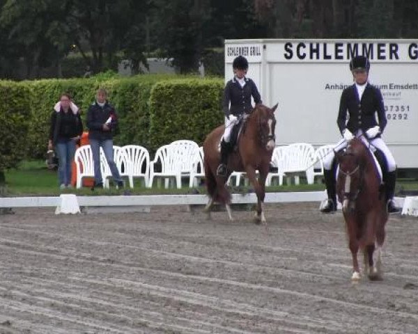 jumper Up To The Top (KWPN (Royal Dutch Sporthorse), 2007, from Upgrade)