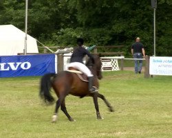 jumper Capitano 77 (Hanoverian, 2008, from Chacco-Blue)