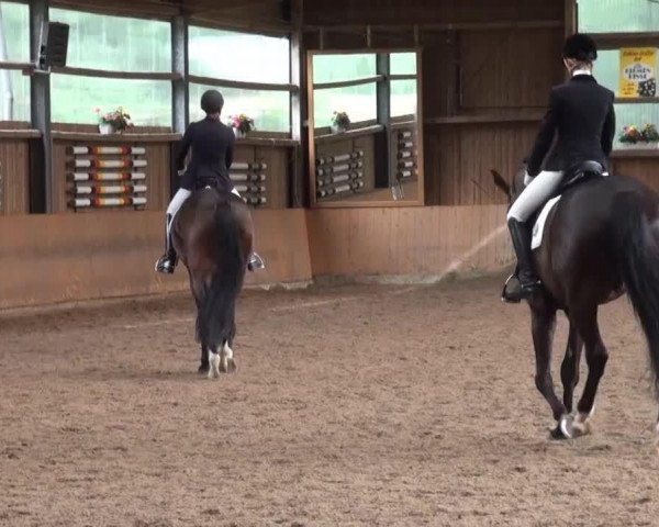 dressage horse Edisson 2 (Westphalian, 2009, from Estobar NRW)