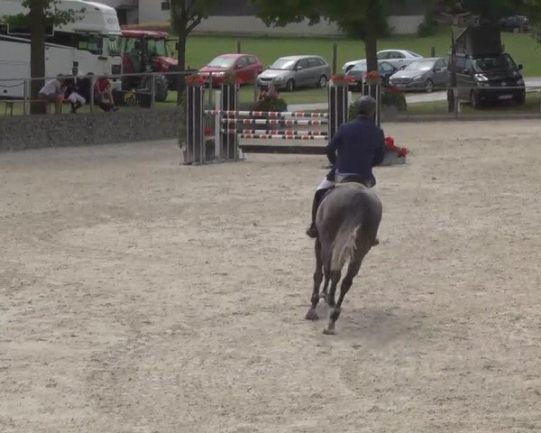Springpferd Dior 158 (Holsteiner, 2008, von Zirocco Blue)