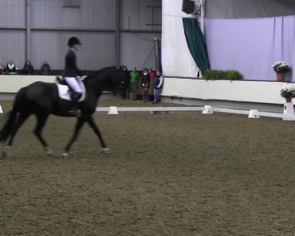 horse Düne 6 (Westphalian, 2002, from Don Bedo I)