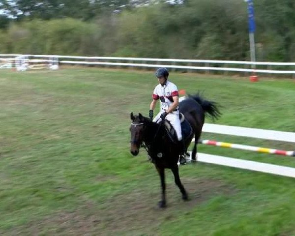 jumper Cabaret de Luxe (Polish Warmblood, 2006, from Cajero)