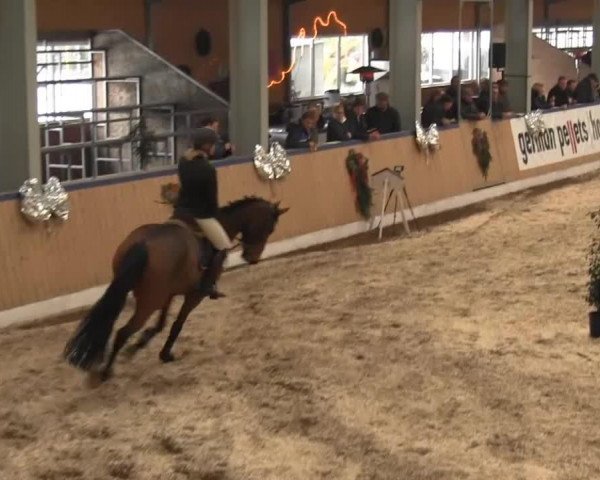 Springpferd La Jolie S (Oldenburger Springpferd, 2008, von Quality 9) Springpferd La Jolie S (Oldenburger Springpferd, 2008, von Quality 9)