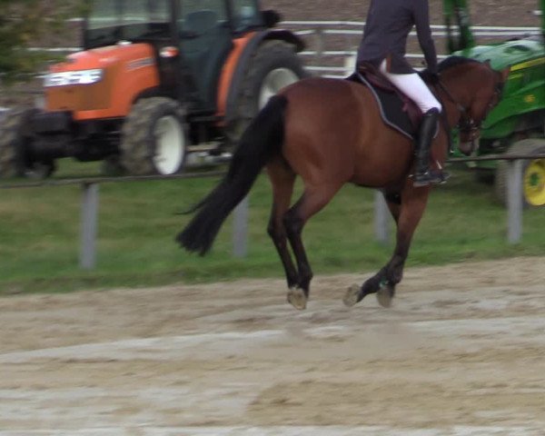 Reitturnier Altenberge 2020