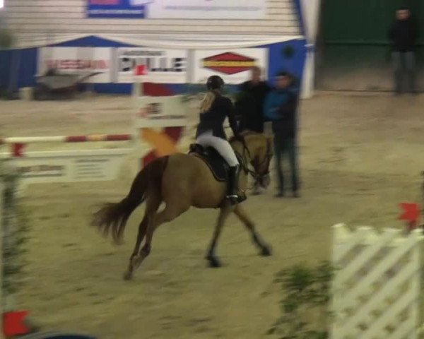 jumper C'est la vie 148 (KWPN (Royal Dutch Sporthorse), 2007, from Alberto II)