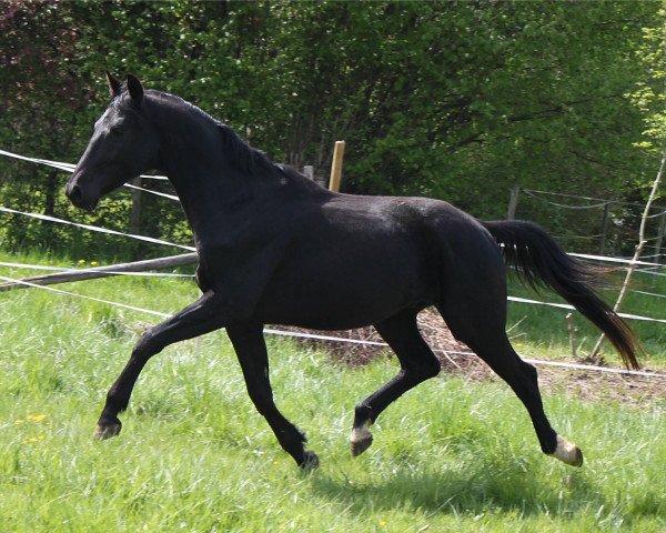 horse Don Juan Estrella del Rey (Hanoverian, 2012, from Detroit)
