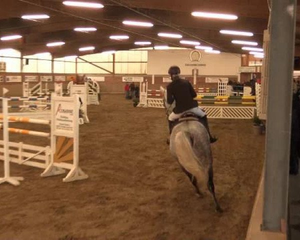 jumper Belano (KWPN (Royal Dutch Sporthorse), 2006, from Odermus R)