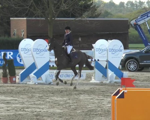 Springpferd Quikanno (Oldenburger Springpferd, 2008, von Quicksilber)