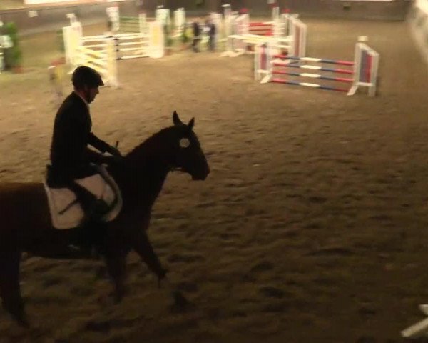 Springpferd Ebony 90 (Westfale, 2008, von Estobar NRW)