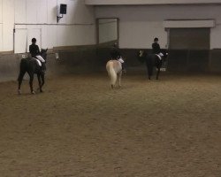 horse Aragon vom Ravelsberg (Haflinger, 2007)