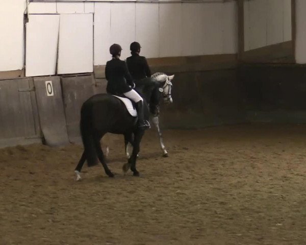 horse Dandelius (Oldenburg, 2004, from Donnerschwee)