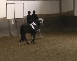 horse Dandelius (Oldenburg, 2004, from Donnerschwee)