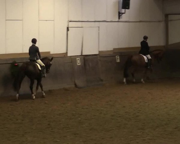 horse Grandina (German Sport Horse, 2007, from D'Amour 22)