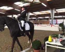 dressage horse Daimler 50 (Hanoverian, 2008, from Don Frederico)