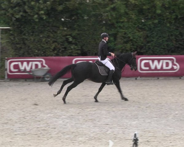 Reitturnier Worms-Pfeddersheim / Reitsportanlage Wittemer 2020