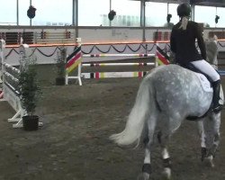 Cavallo Little Stevie (sconosciuto,  )