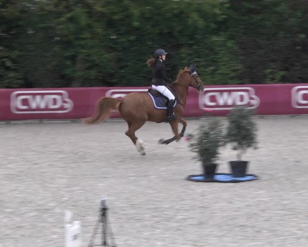 Reitturnier Worms-Pfeddersheim / Reitsportanlage Wittemer 2020