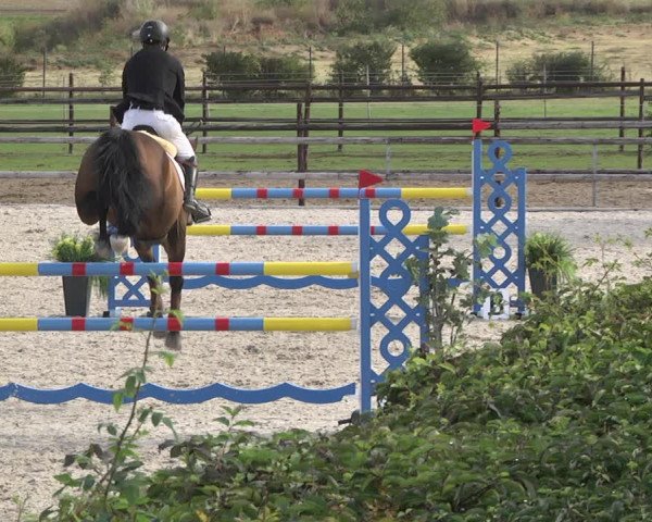 Reitturnier Worms-Pfeddersheim / Reitsportanlage Wittemer 2020
