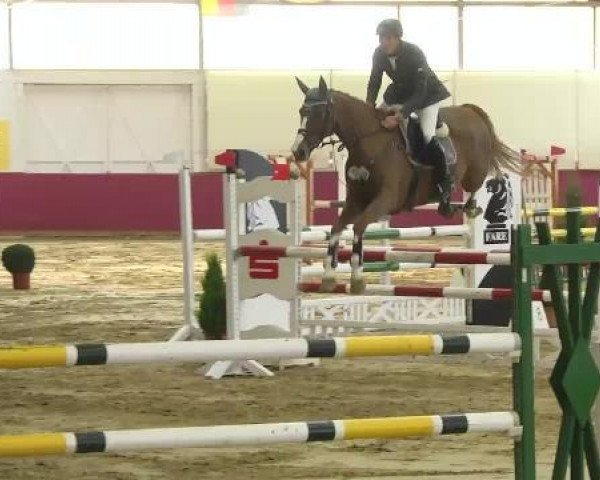 jumper Caruso 523 (Holsteiner, 2008, from Canto)