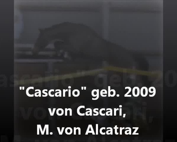 jumper Cascario (Holsteiner, 2009, from Cascari)