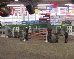 broodmare Brera DKG (Holsteiner, 2009, from Ab 19 Chepetto)