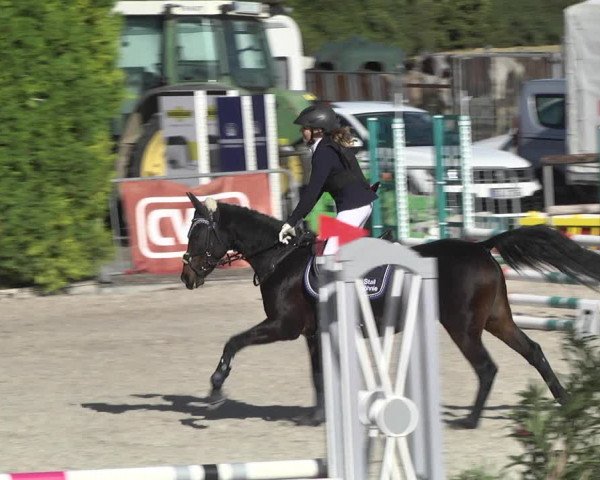 Reitturnier Worms-Pfeddersheim / Reitsportanlage Wittemer 2020