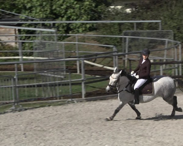 Reitturnier Worms-Pfeddersheim / Reitsportanlage Wittemer 2020