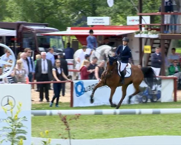 jumper Callador 2 (Hanoverian, 2006, from Concetto I)