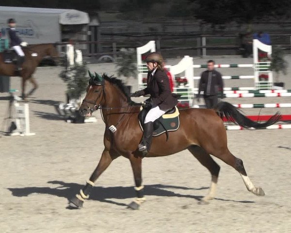 Reitturnier Worms-Pfeddersheim / Reitsportanlage Wittemer 2020