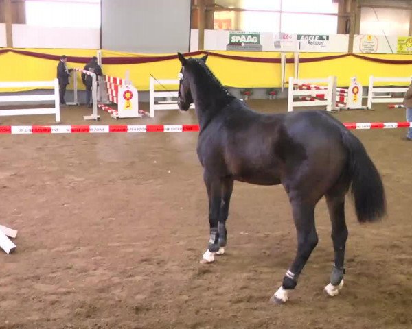 dressage horse Collin (Oldenburg, 2010, from Ciacomo)