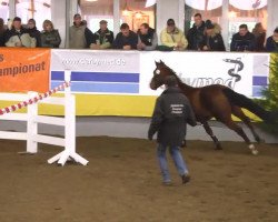 jumper Catchme (Holsteiner, 2010, from Cash)