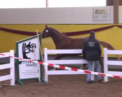 Springpferd Camillo (Deutsches Sportpferd, 2010, von Casdorff)