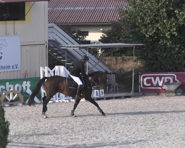 Reitturnier Worms-Pfeddersheim / Reitsportanlage Wittemer 2020