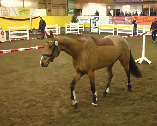Springpferd Lucky Boy 239 (Bayer, 2009, von Landprinz)
