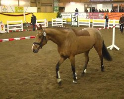 jumper Lucky Boy 239 (Bavarian, 2009, from Landprinz)