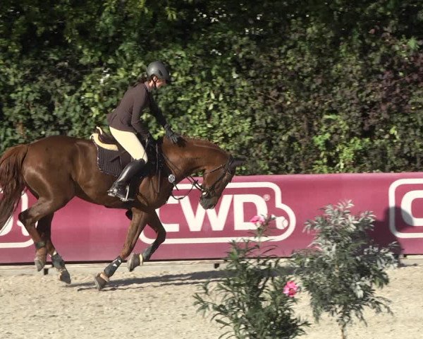 Reitturnier Worms-Pfeddersheim / Reitsportanlage Wittemer 2020