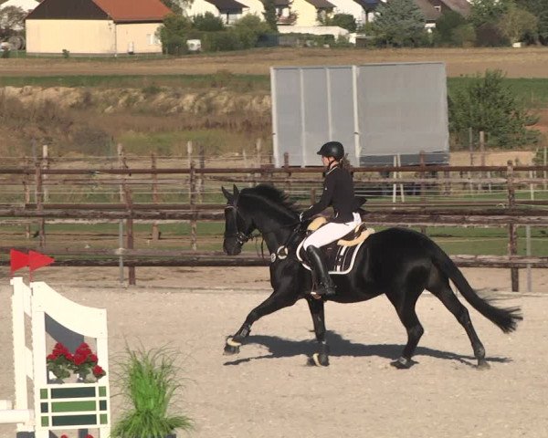 Reitturnier Worms-Pfeddersheim / Reitsportanlage Wittemer 2020