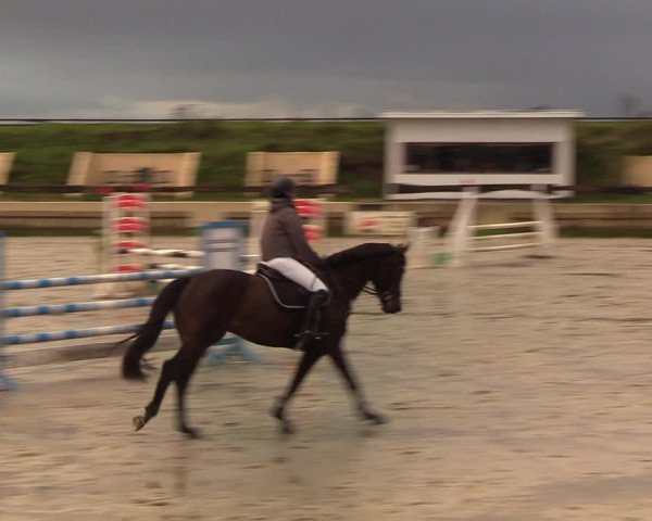 Reitturnier Schülp / Rendsburg 2020